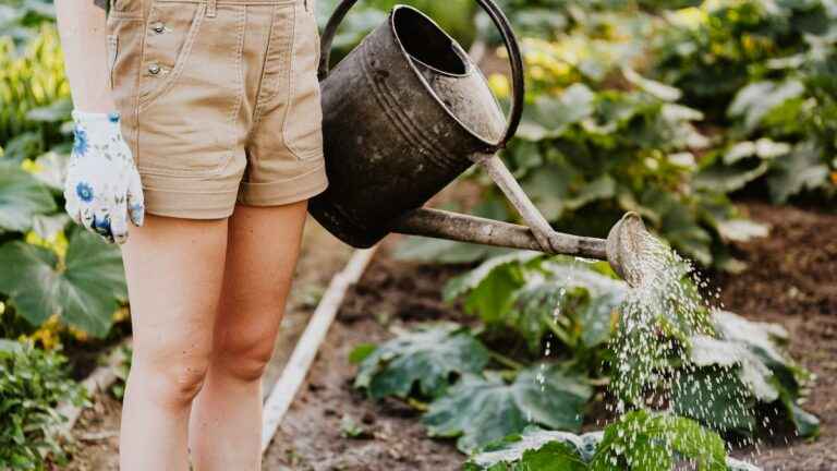 Qual a melhor luva para jardinagem