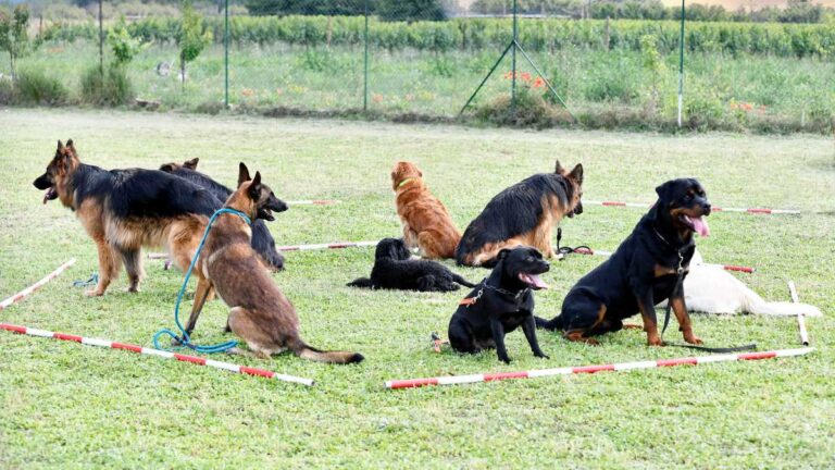 Quais são os efeitos do adestramento para cães reativos