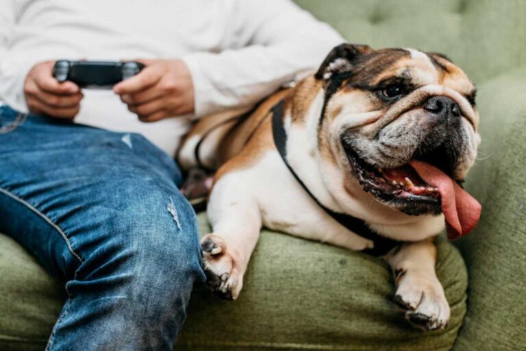 Rotina alimentar para cães com dificuldades de mastigação ou apetite reduzido